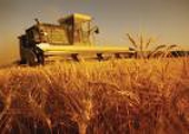 Agriculture: WTO multilateral level talks start again 