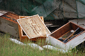 Bee conference addresses 'funny honey'
