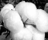 Cotton market remains range-bound
