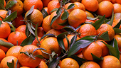 Florida citrus group says probing dumping reports