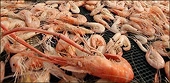'Fish fraud' rampant in U.S., government auditors say