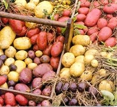 Border agency restarts potato dumping review