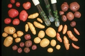 Canadian potato-dumping policy undergoes review