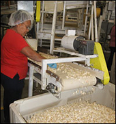 Chinese Garlic Producers Win Antidumping Ruling