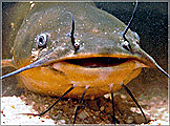Catfish conspiracy nets Virginia importer 5 years