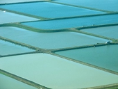 Catfish farms aided by ban on Vietnamese fish
