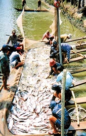 The hard lot of ‘tra’ and ‘basa’