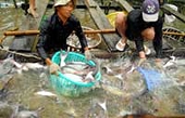 Ministry decries US catfish duties