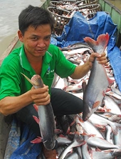 Export markets now open for Vietnamese tra and basa