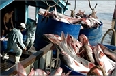 Seafood sector faces hard times