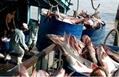 Seafood businesses seek to cross trade barriers