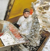Melancon pursuing congressional hearings on shrimp prices