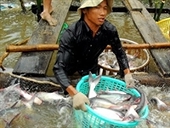 (USA) DOC clears four Vietnamese firms of dumping charges