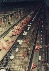 China-US trade tensions could hurt poultry industry