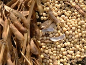 U.S. dumping soybeans on China market - govt researcher