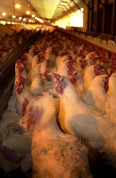 US chicken put under dumping probe