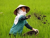 Vietnam may soon get mkt-economy status
