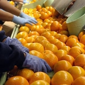Florida citrus growers take up dumping with federal agency
