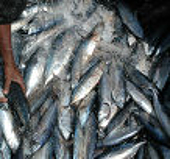 Poor US, Europe demand worries seafood exporters