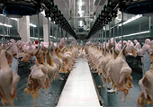 The Chicken Fix A small step forward on trade.