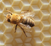 President of Chinese firm pleads guilty in 'honey laundering' case