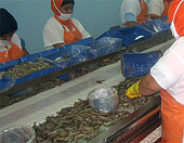 US to review dumping duty on Indian shrimp
