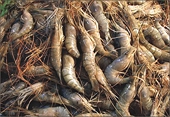 Shrimp group against proposed Thailand settlement