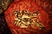 American Shrimp Processors Condemns Proposed Thai Settlement