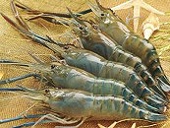 Department of Commerce weighs lifting tariff on Thailand shrimp