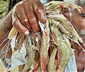 US begins review of dumping duty on shrimp imports