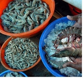 US shrimp body dubs Indian seafood ‘sub-standard'