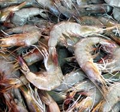 Sharp fall in EU rejection of Indian shrimp