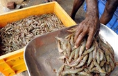Shrimp exports to US recover