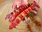 US begins review of dumping duty on Indian shrimps