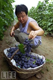 Expect more U.S.-China farm trade tension: economist