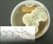 Govt plans anti-dumping duty on Chinese penicillin