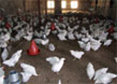 U.S. Chicken Exporters Face A Double Challenge
