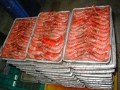 Shrimp exporters optimistic as US recession lifts