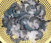 Shrimp exporters to pay lower US tariffs