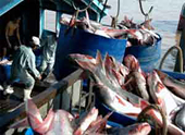 Four local fish exporters avoid anti-dumping tax