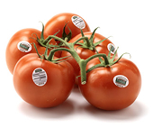 The CBSA investigates the dumping of greenhouse bell peppers