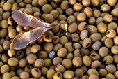 Soybean imports to be restricted
