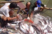 Exporters reject US’s plan for tra, basa fish