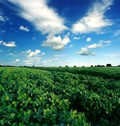 Argentina Soy Growers ‘Optimistic’ on End to China Oil Blockade