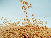 China counters claims of weak hand in soyoil spat