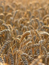 China Switch Heats Up the Grain Markets