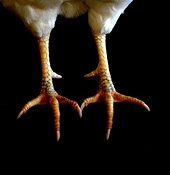 China imposing new tariffs on US poultry