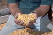 Monsanto cuts outlook as model shifts