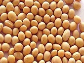 No deal yet in China-Argentina RoundUp soybean oil talks