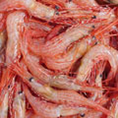 WTO to set up panel to review US duty on shrimp imports